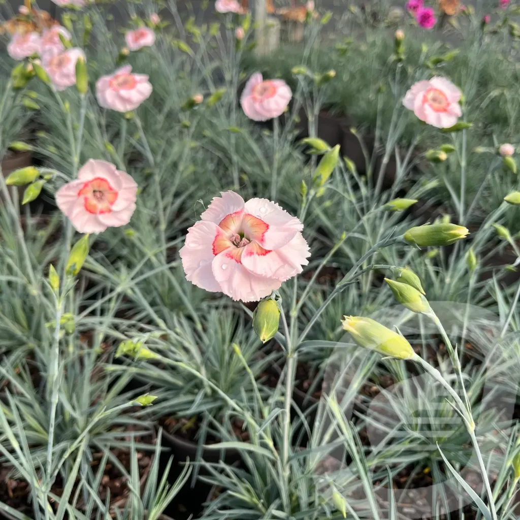 Dianthus sel® 'Wehtman Coctails® 'Tequila Sunrise'