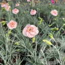 Dianthus sel® 'Wehtman Coctails® 'Tequila Sunrise'
