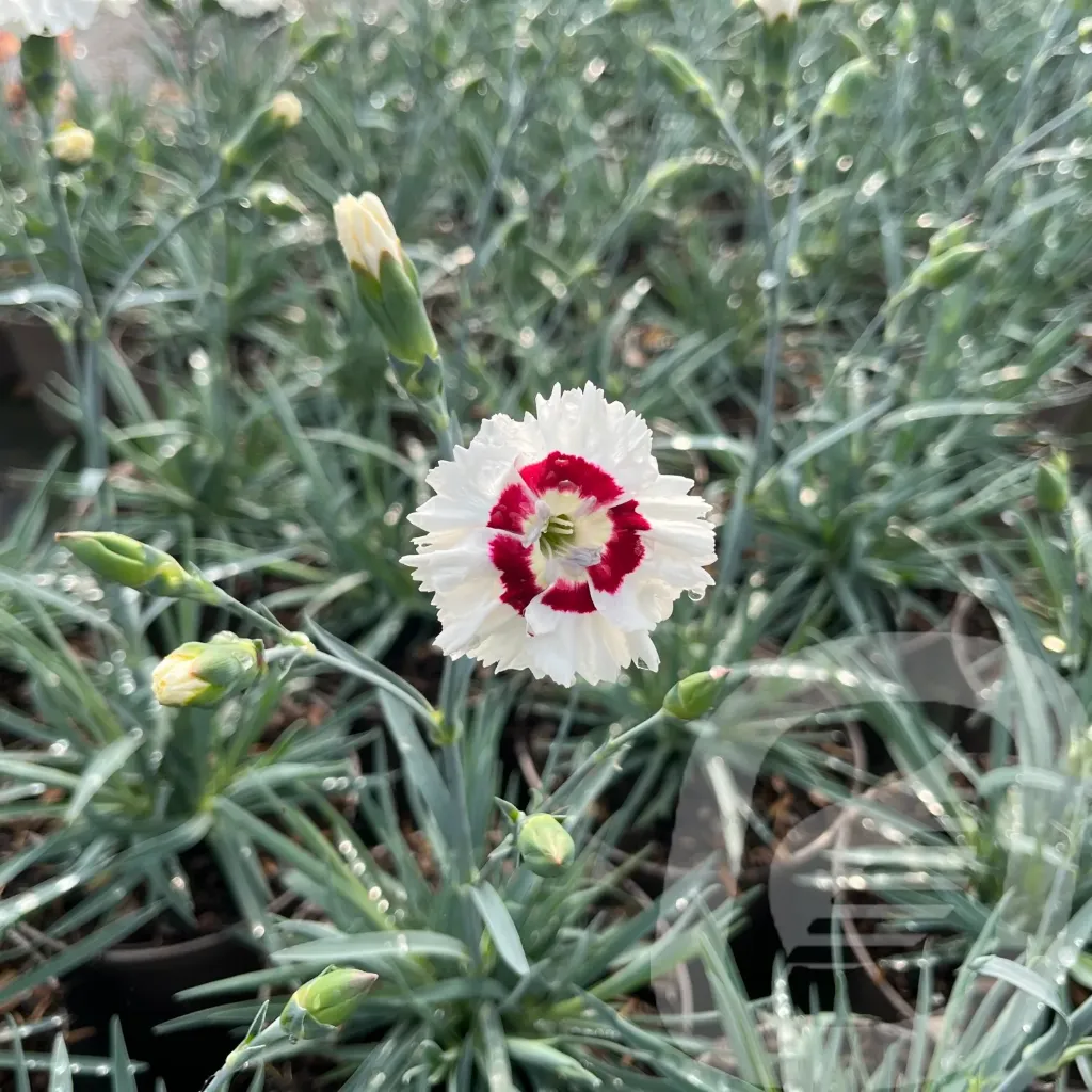 Dianthus 'Coctail Coconut Daiquiri'