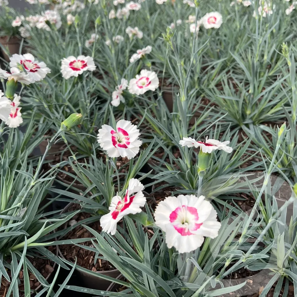 Dianthus 'Coctail Coconut Daiquiri'