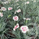 Dianthus 'Coctail Coconut Daiquiri'