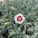 Dianthus 'Coctail Coconut Daiquiri'