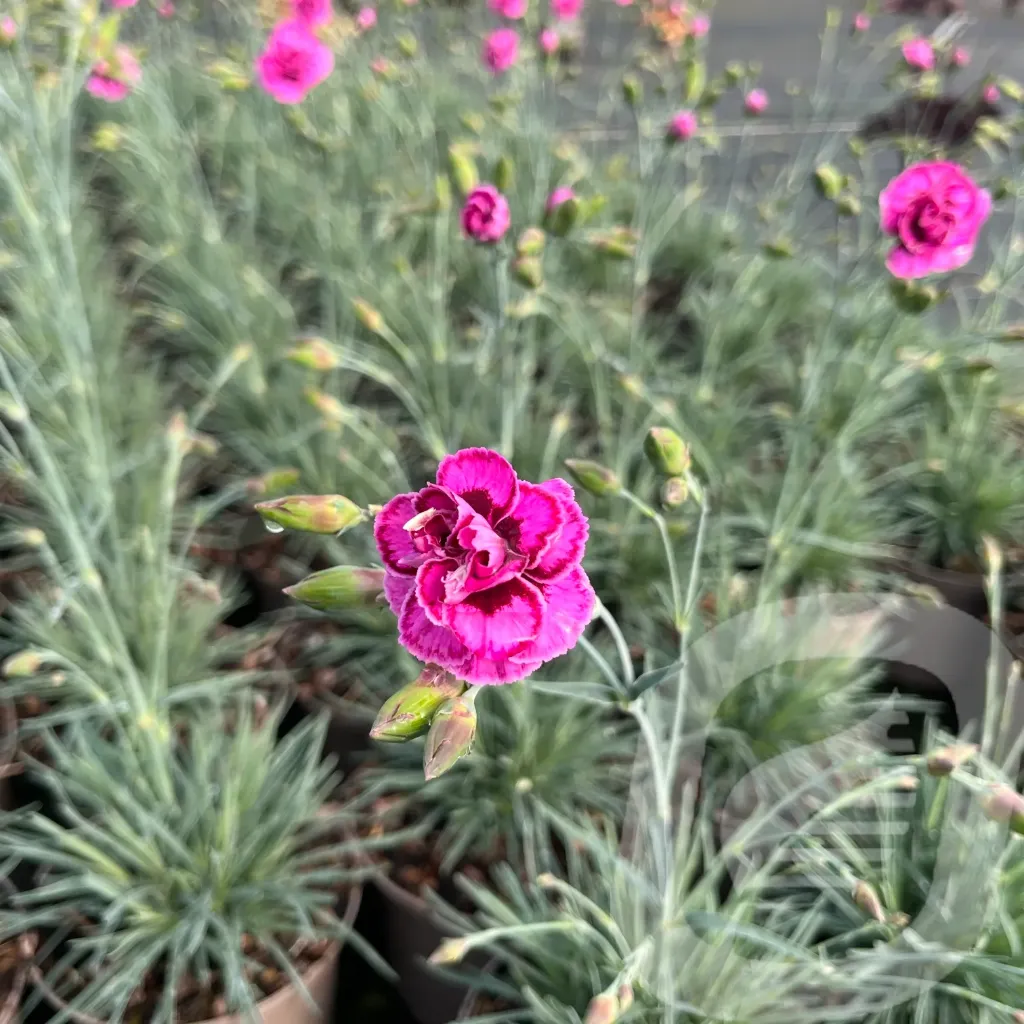 Dianthus 'Garden Pinks Moulin Rouge'