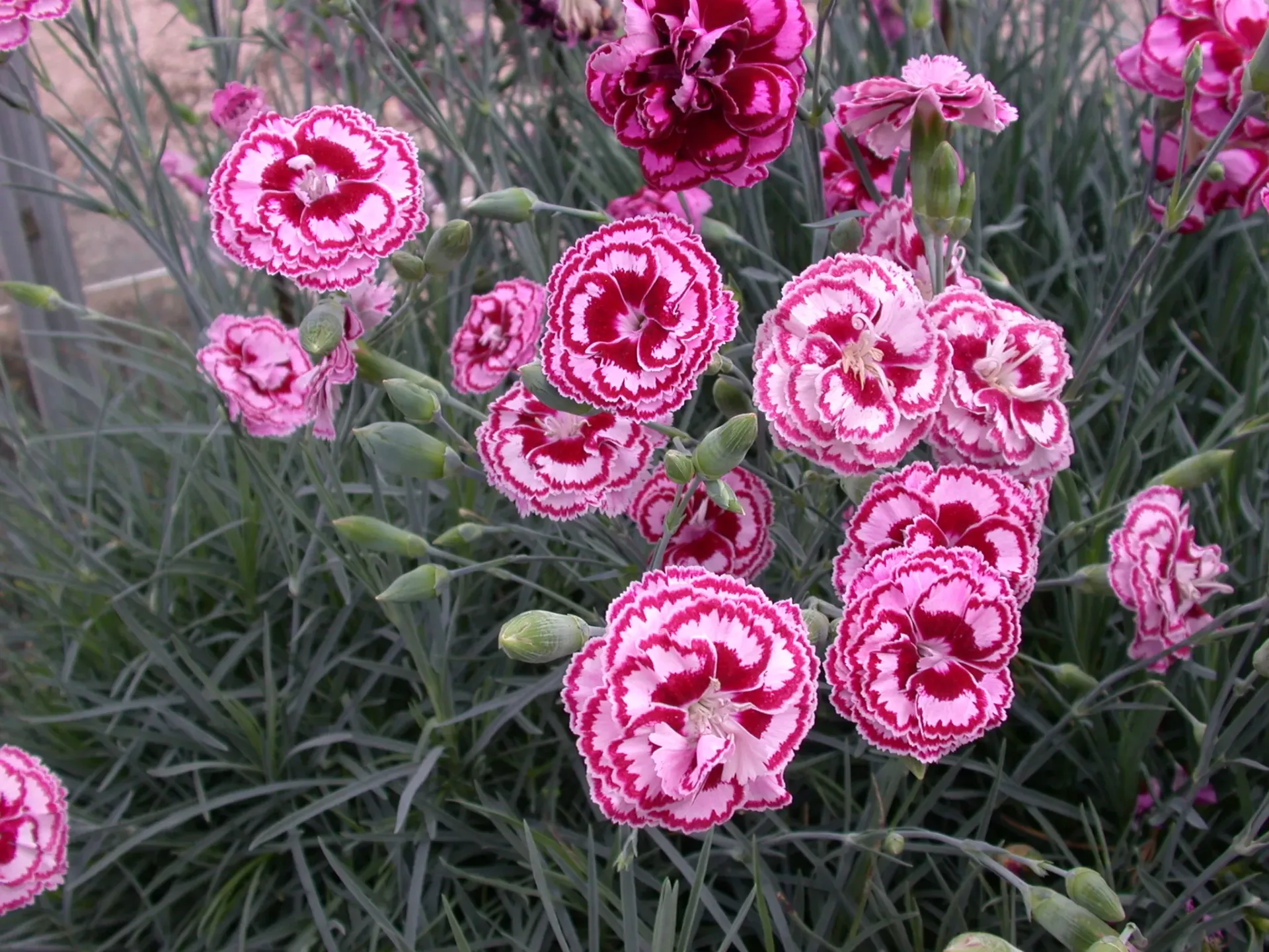 Dianthus 'Garden Pinks Moulin Rouge'