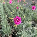 Dianthus 'Garden Pinks Moulin Rouge'
