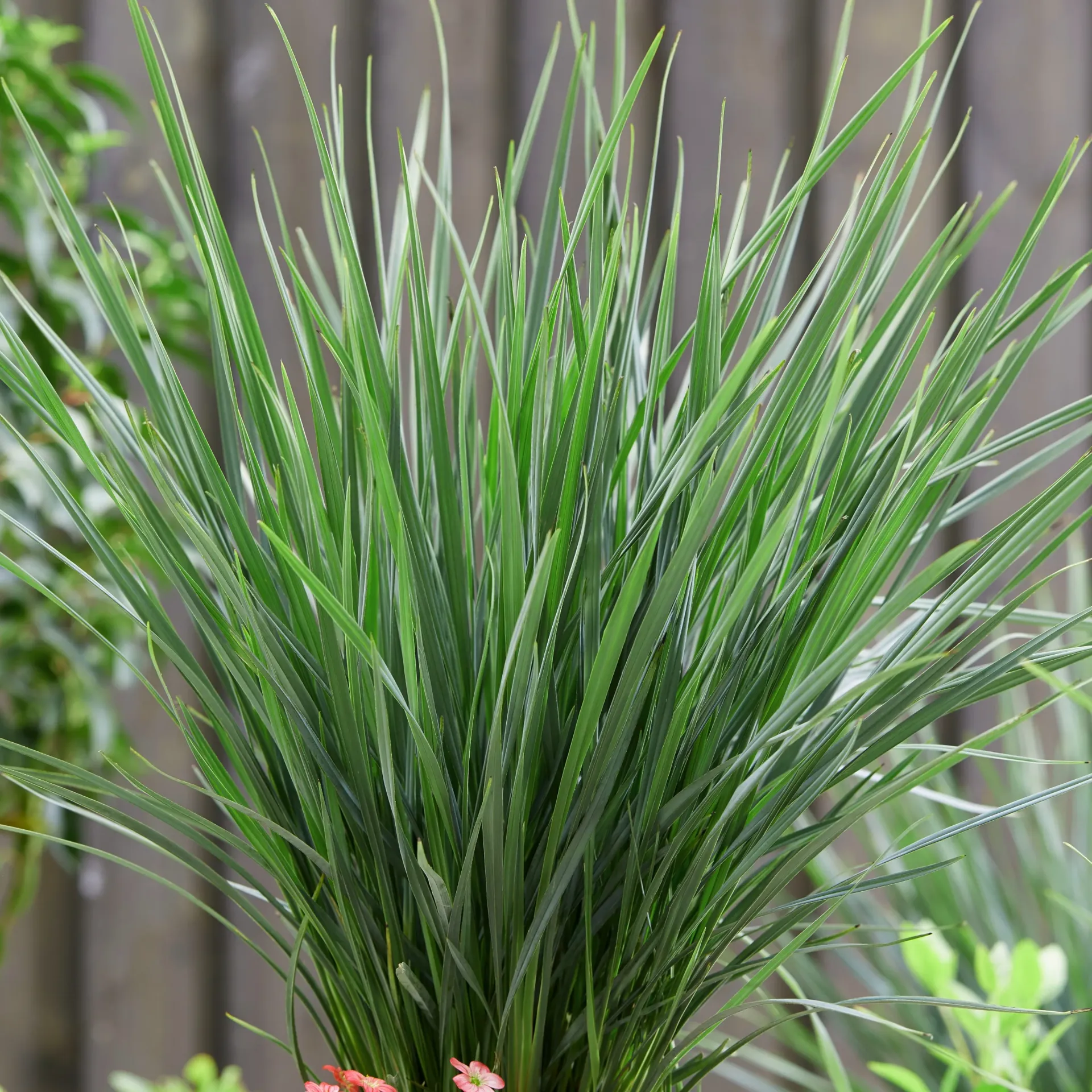 [DIACOOLV-C2] Dianella 'Coolvista'®