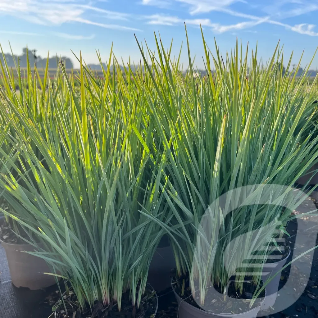 Dianella 'Coolvista'®