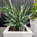 Dianella 'Blue Stream'®
