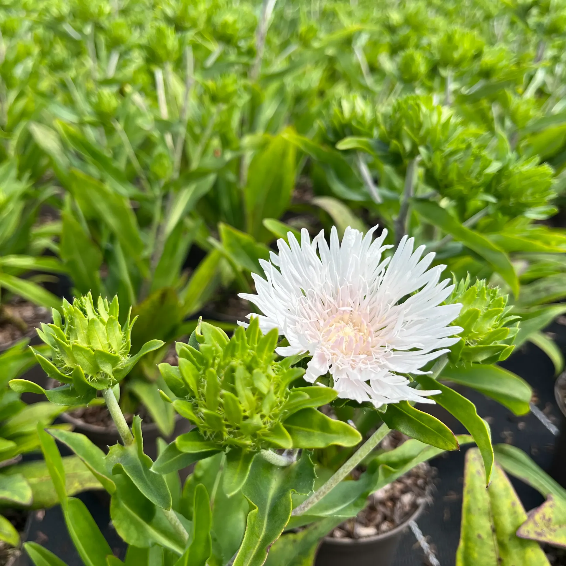Stokesia 'Whitecaps'®