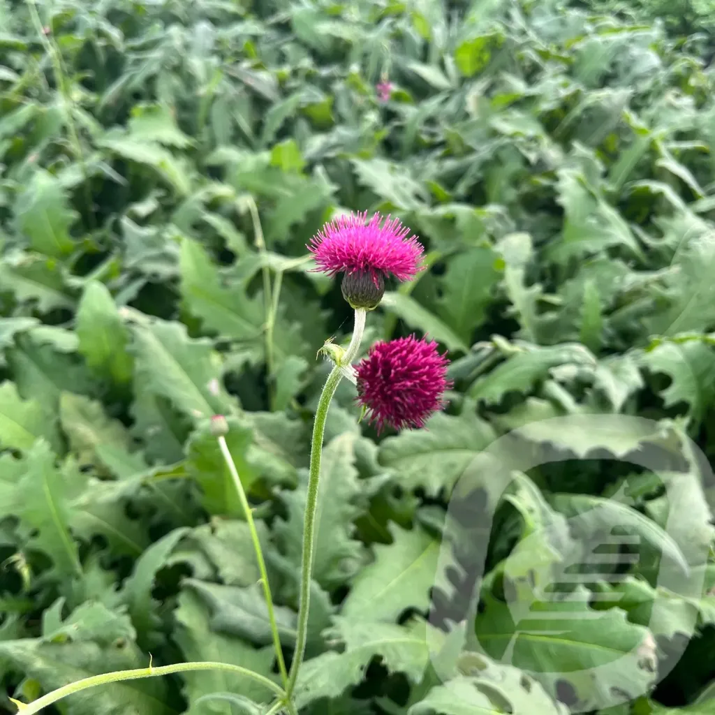 Cirsium 'Atropurpureum'