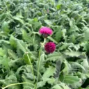 Cirsium 'Atropurpureum'