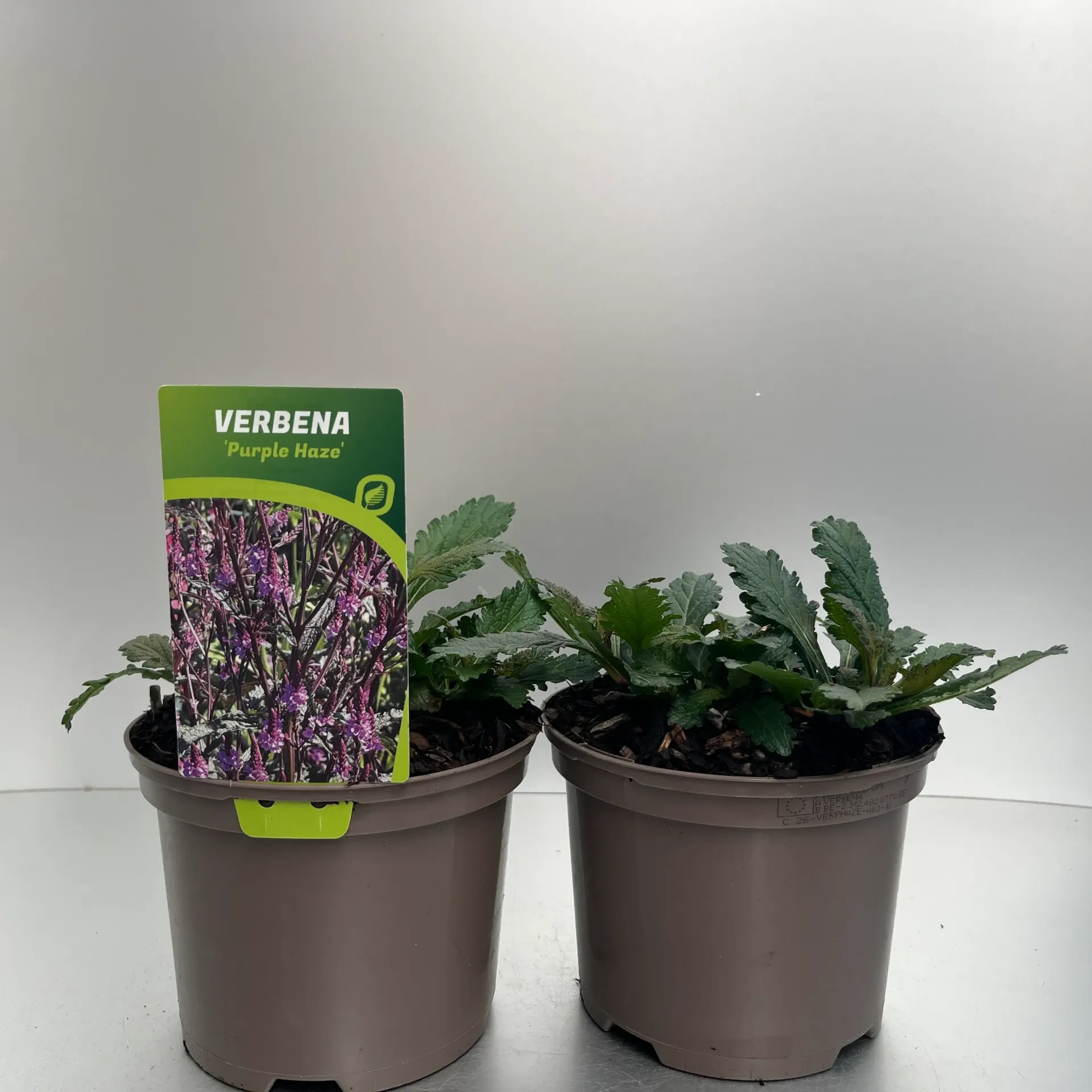[VERPHAZE-C2] Verbena 'Purple Haze'