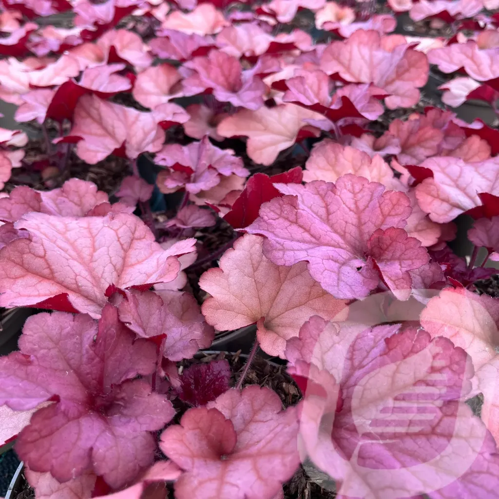 [HEUCORAL-C2] Heuchera 'Coralberry'®