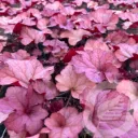 Heuchera 'Cranberry'®