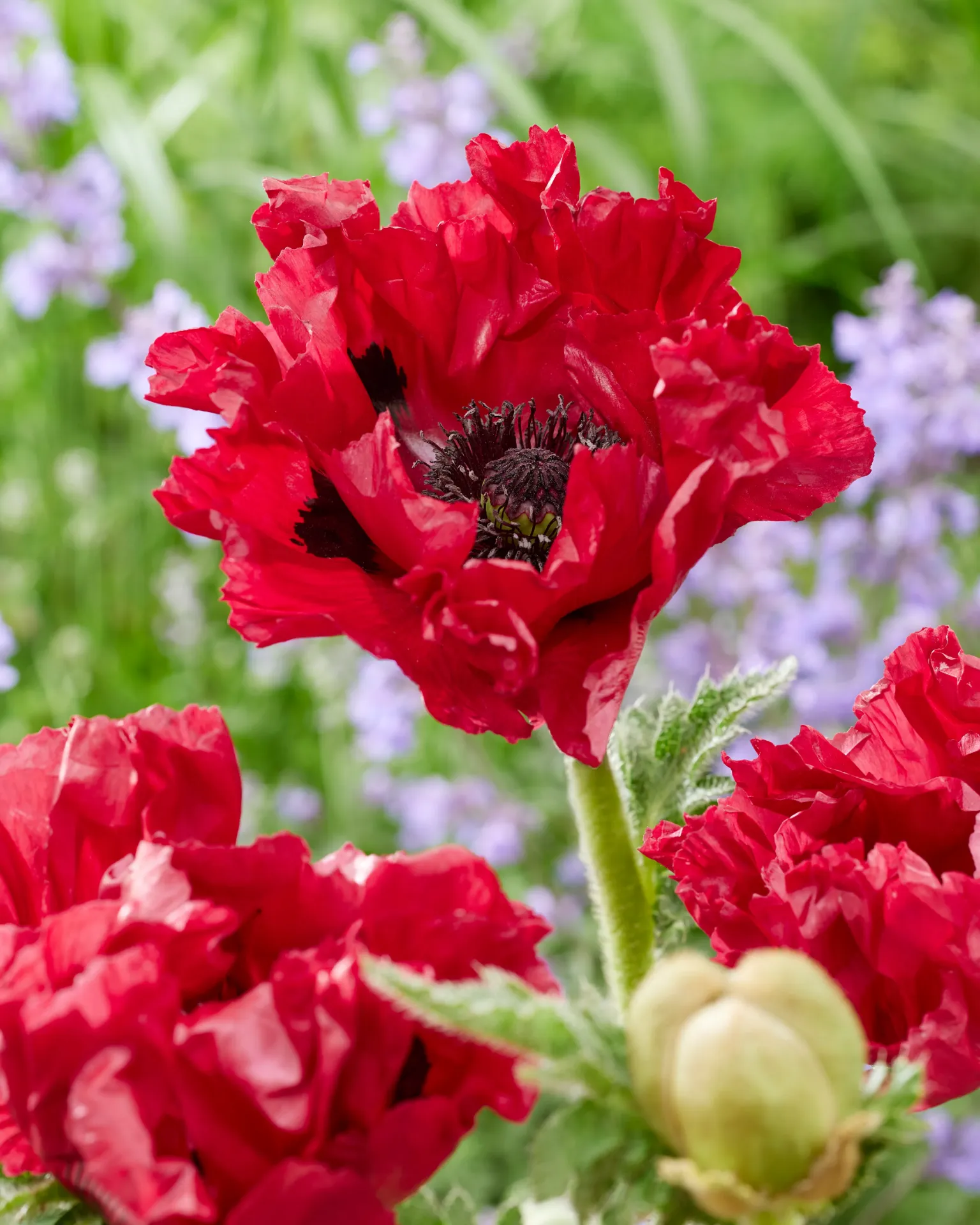 Papaver 'Red Rumble'®