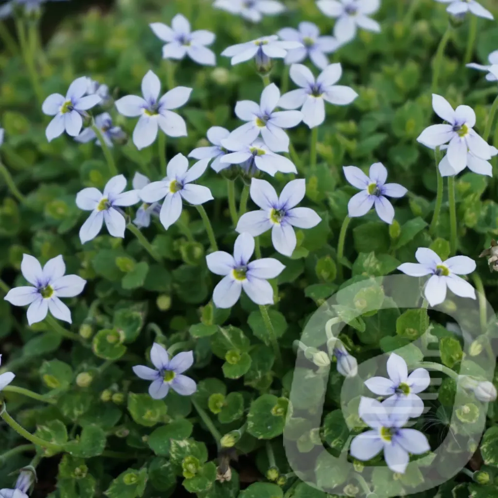 Isotoma fluviatilis