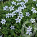 Isotoma fluviatilis