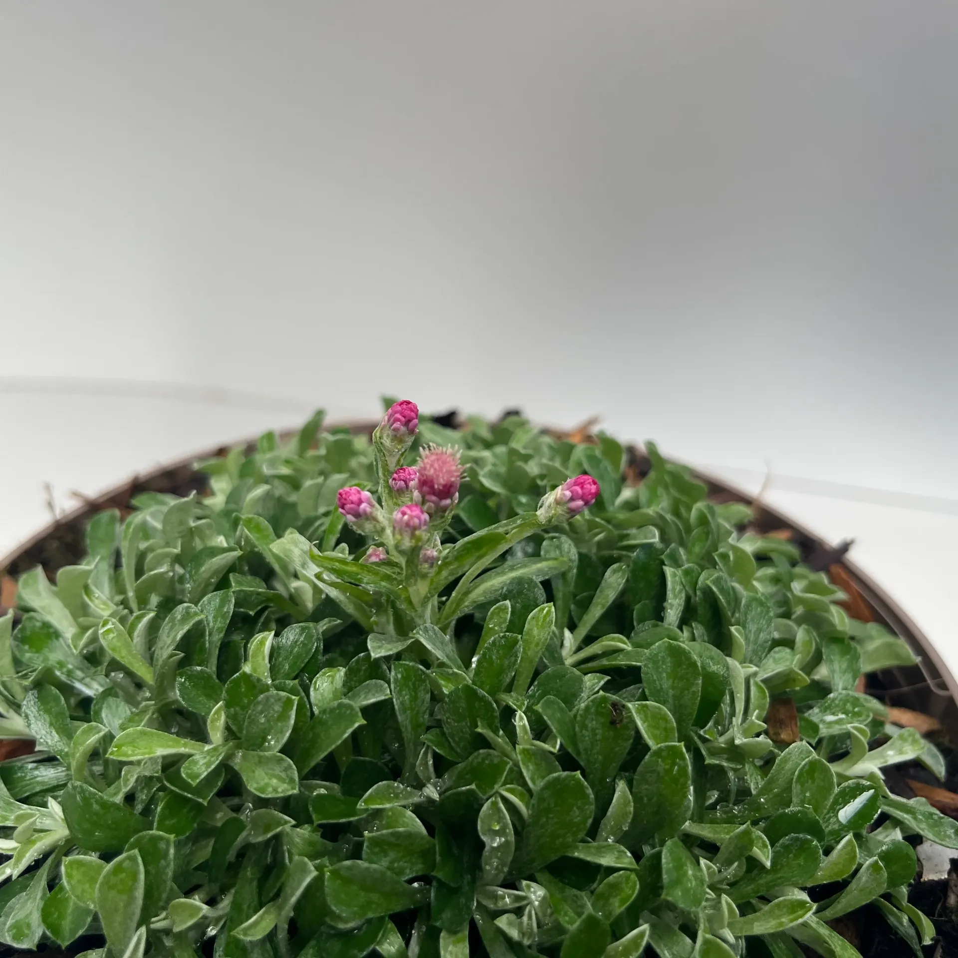 [ANTADUGU-C2] Antennaria 'Alex Duguid'