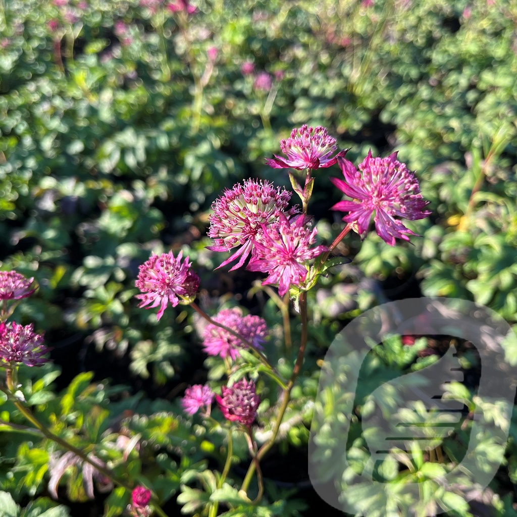 [ASTMRED-C2] Astrantia 'Magical Red'®