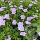 Geranium 'Frivolius Pink®