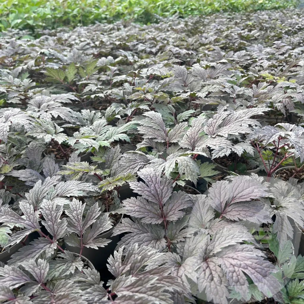 [ACTBRUNE-C2] Actaea 'Brunette'