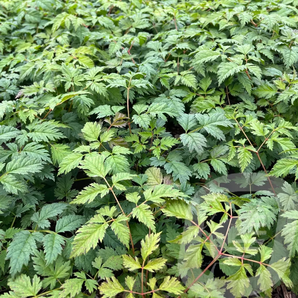 Aruncus 'Goatee'®
