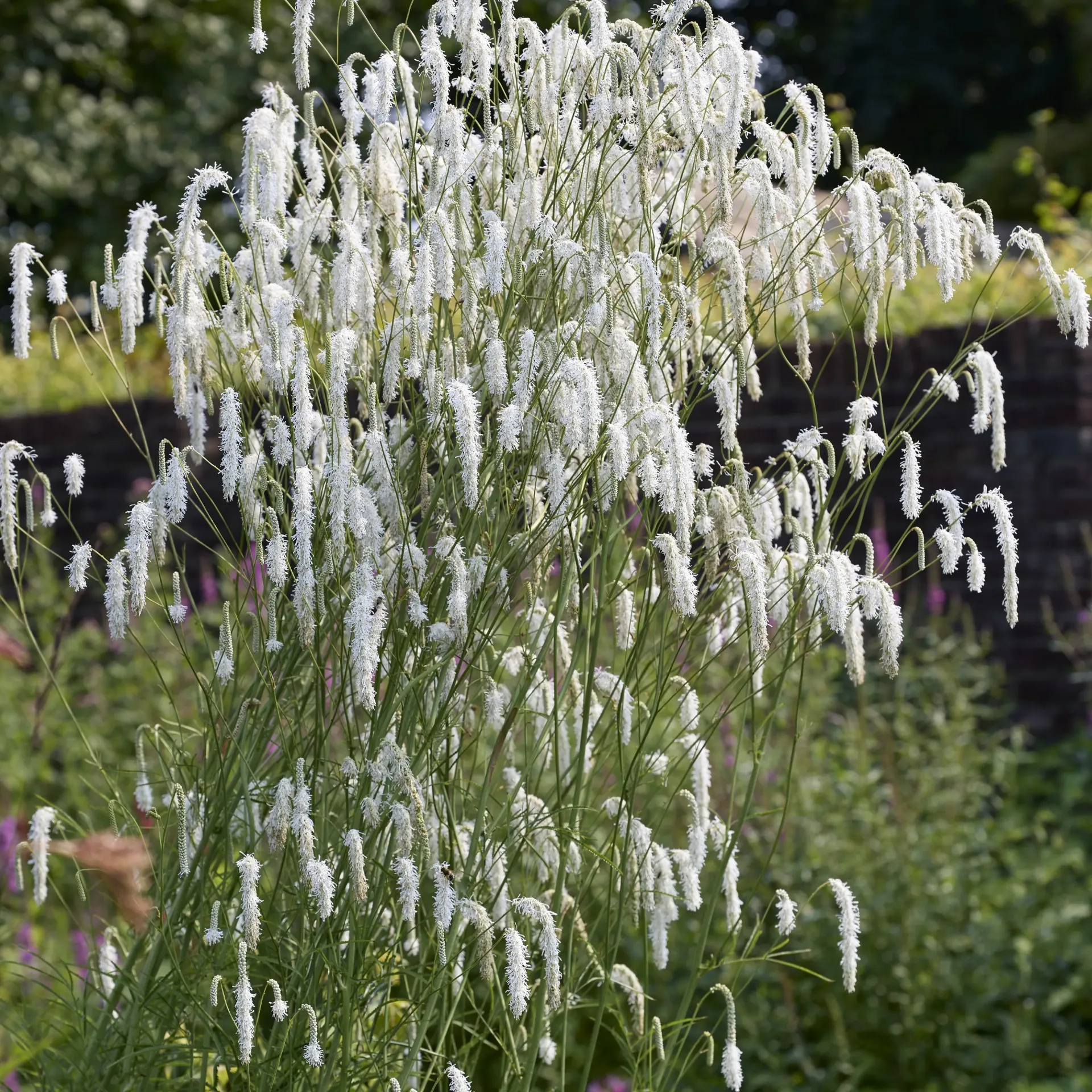 Sanguisorba 'All Time High'