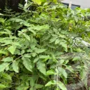 Mathiasella 'Green Dream'