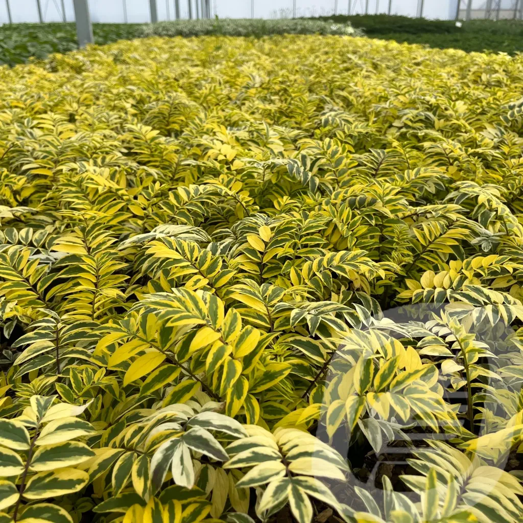 Polemonium 'Golden Feathers'®