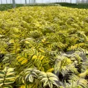 Polemonium 'Golden Feathers'®