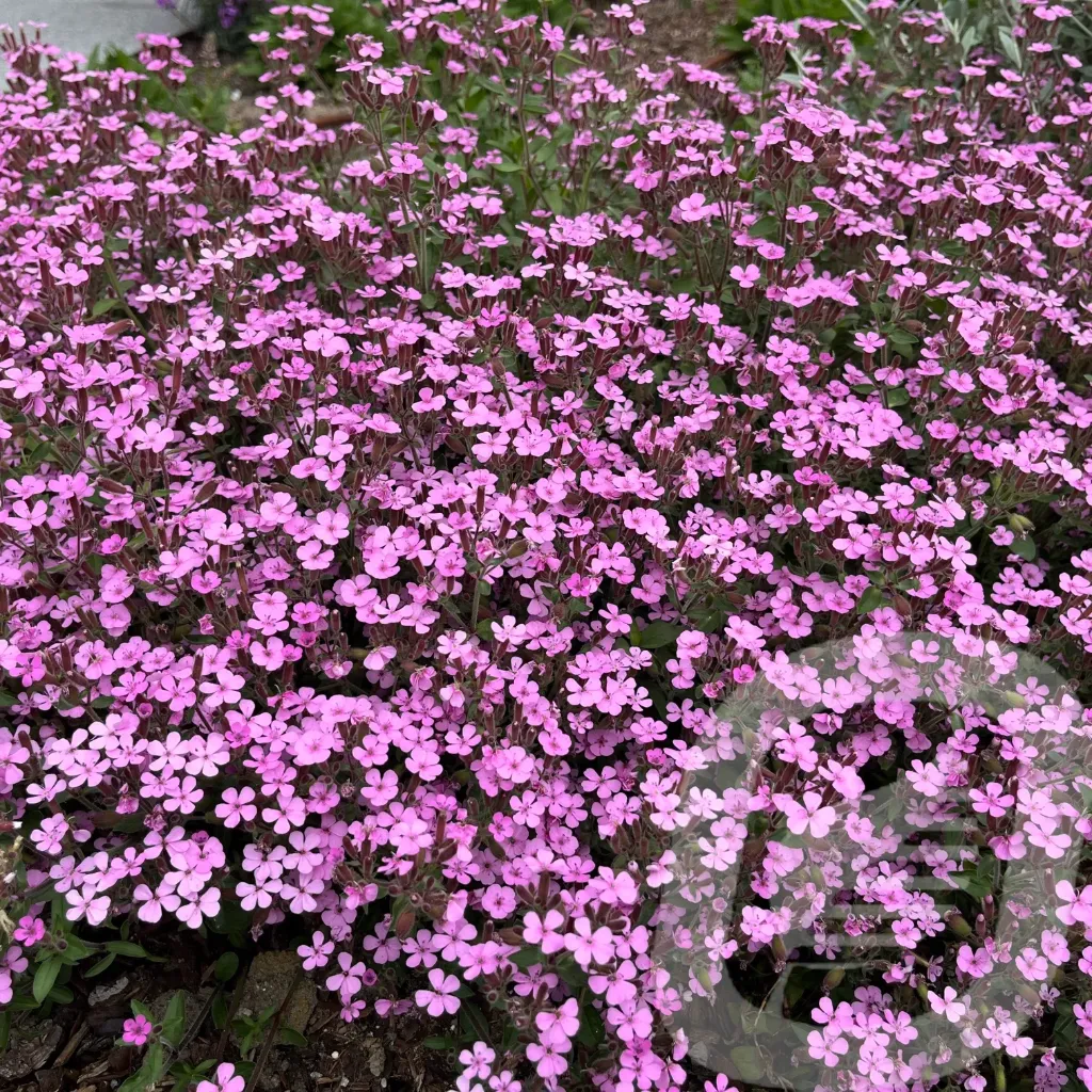Saponaria ocymoides