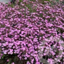 Saponaria ocymoides