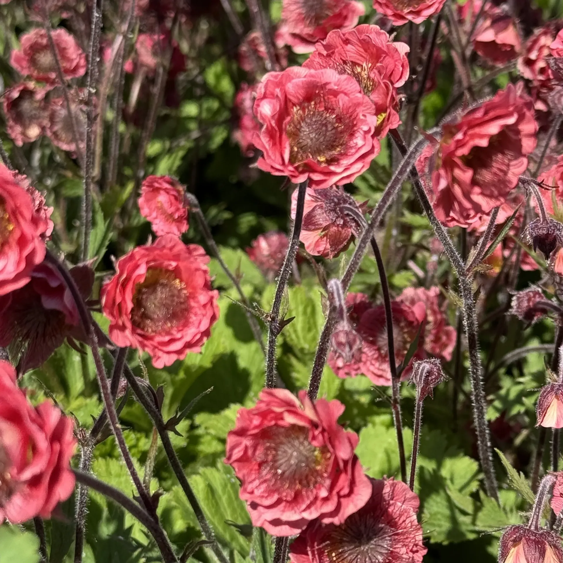 [GEUPPETT-C2] Geum 'Pink Petticoats'