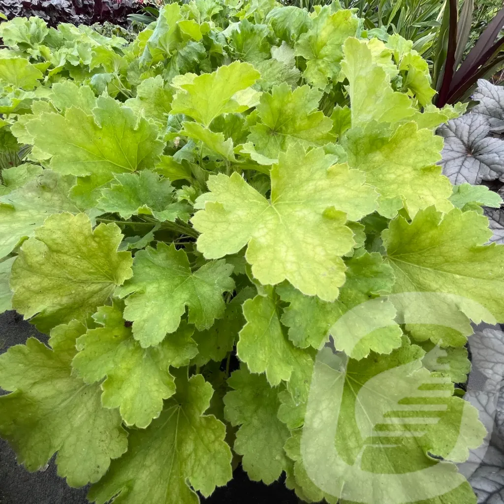 [HEULLOVE-C2] Heuchera 'Lemon Love'®