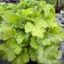 Heuchera 'Lemon Love'®
