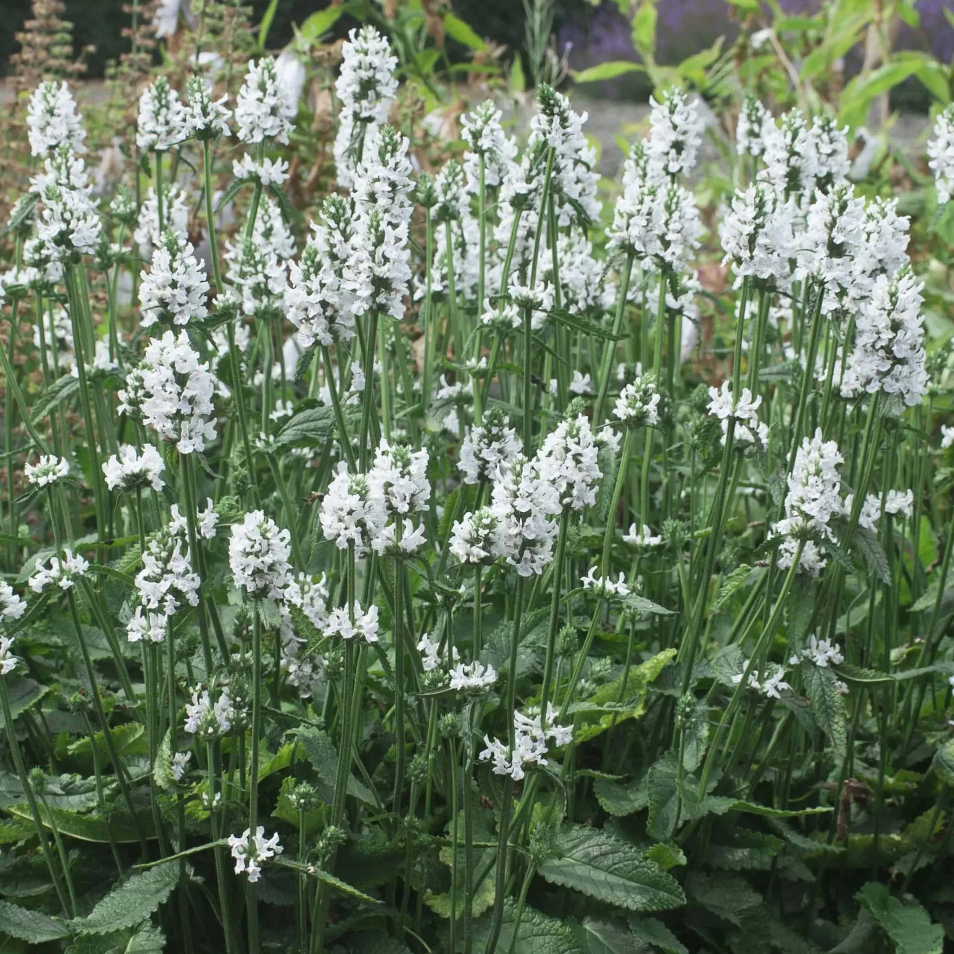 [STASSNOW-C2] Stachys 'Summer Snowcone'®