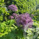 Allium 'Albopilosum'