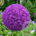 Allium 'Ambassador'