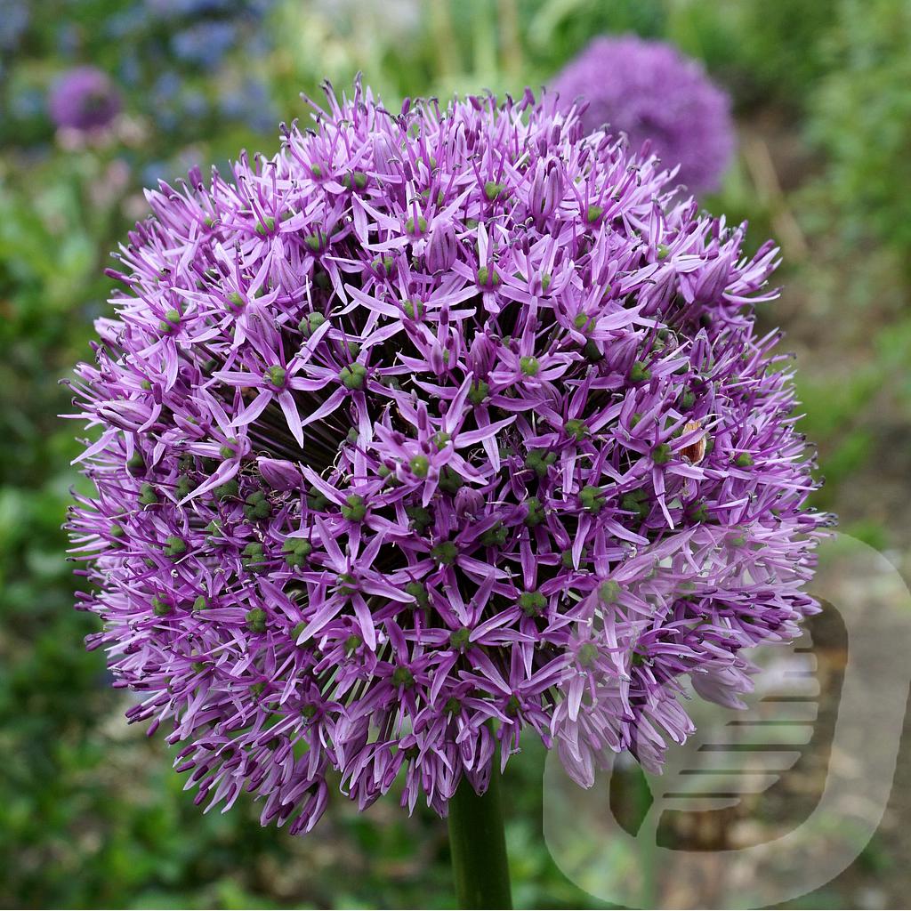 Allium 'Gladiator'