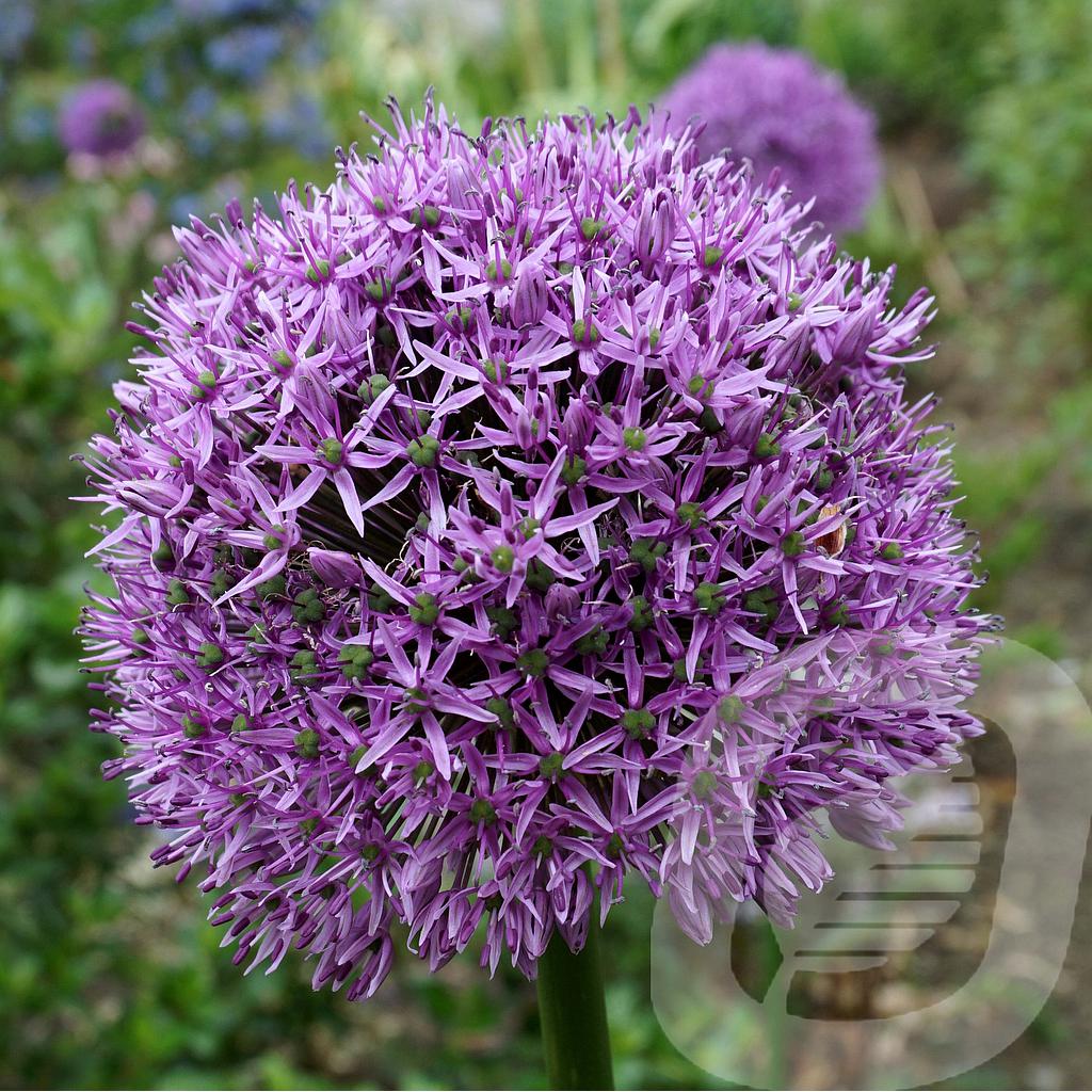 Allium 'Gladiator'