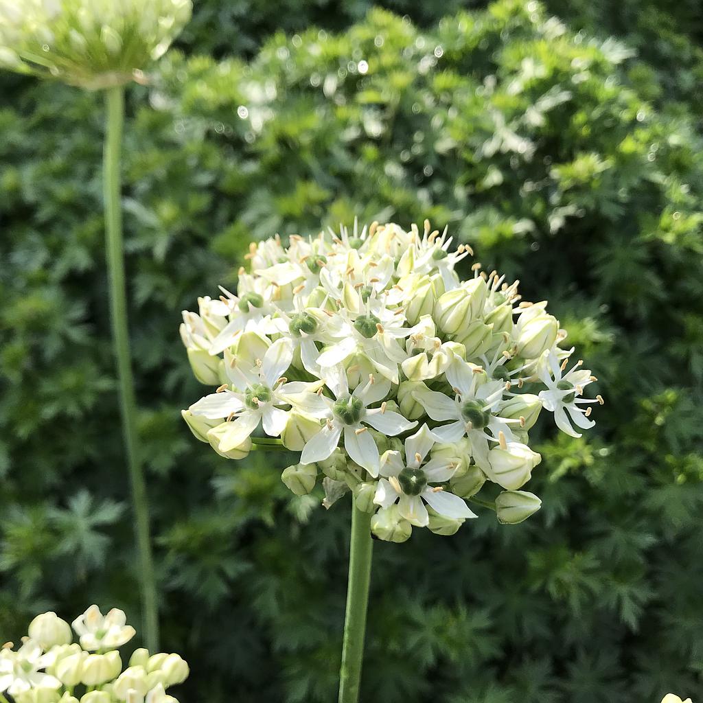 Allium 'Multibulbosum'