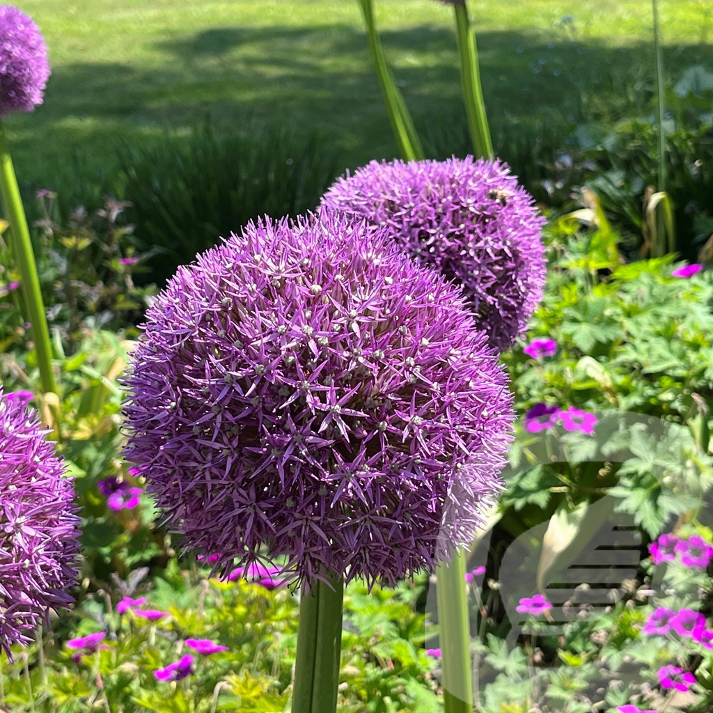 Allium 'Pinball Wizard'