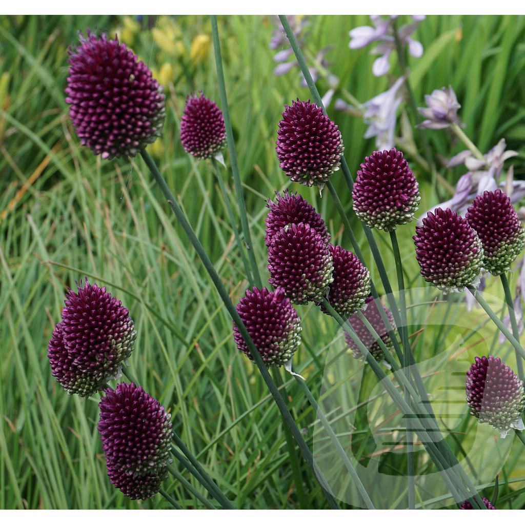 Allium sphaerocephalon