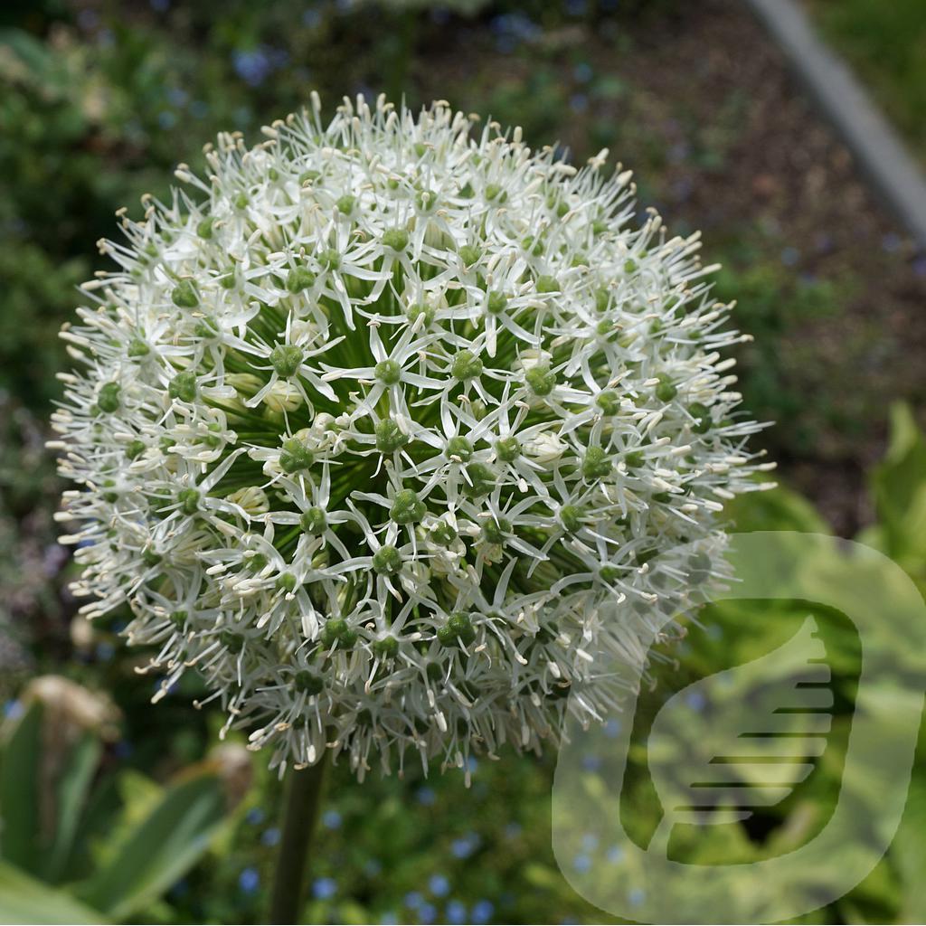 Allium 'White Giant'