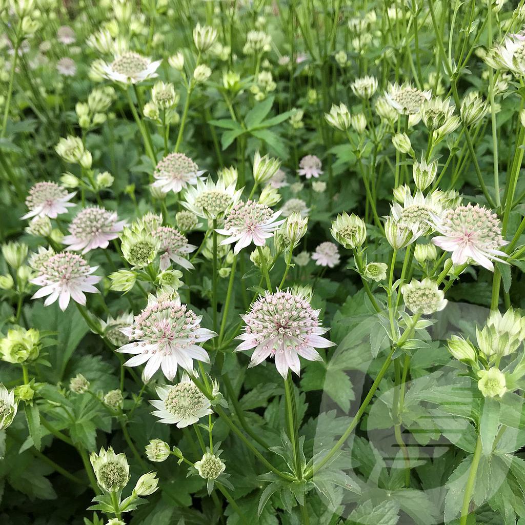 Astrantia 'Florence'®