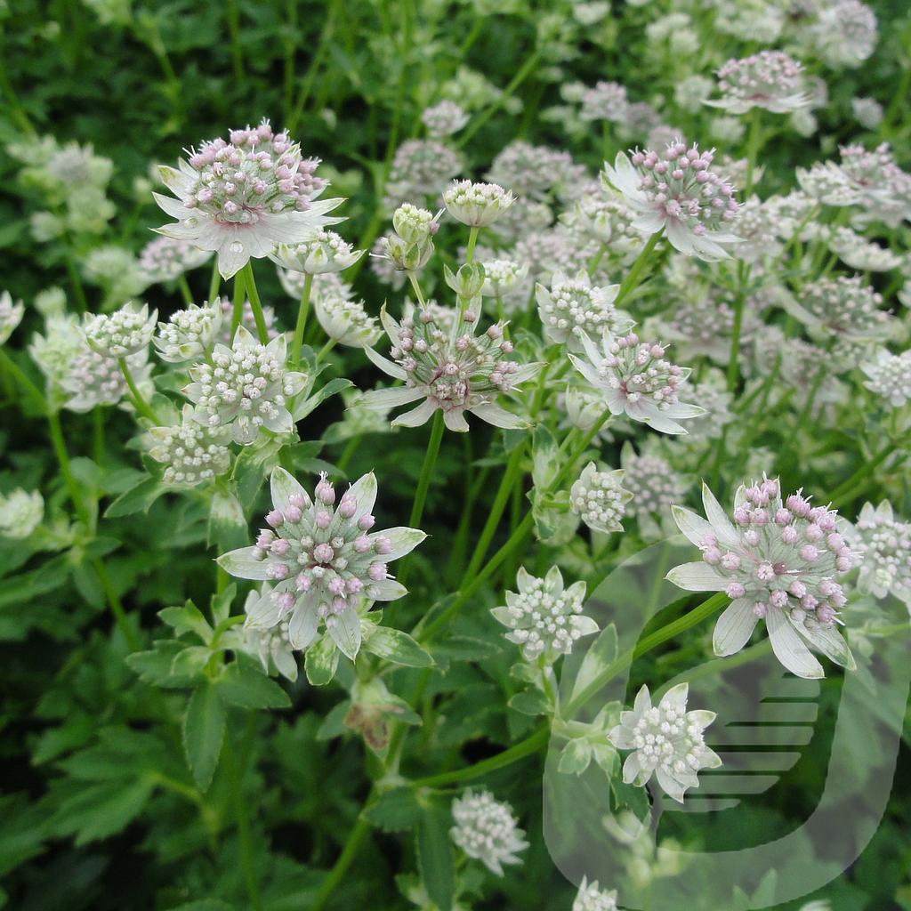 Astrantia 'Star of Billion'®