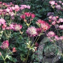 Astrantia 'Star of Love'®