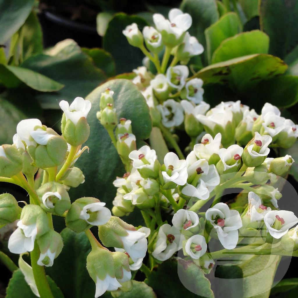 Bergenia 'Bressingham White'