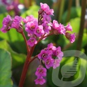 Bergenia cordifolia