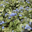 Brunnera macr. 'Jack Frost'®